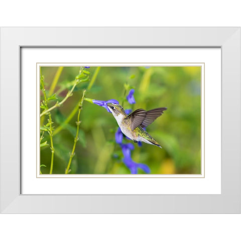 Ruby-throated Hummingbird-Archilochus colubris-at Blue Ensign Salvia-Salvia guaranitica-Marion Coun White Modern Wood Framed Art Print with Double Matting by Day, Richard and Susan