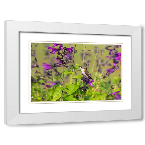 Ruby-throated Hummingbird-Archilochus colubris-at Salvia Purple and Bloom-Salvia guaranitica-Marion White Modern Wood Framed Art Print with Double Matting by Day, Richard and Susan