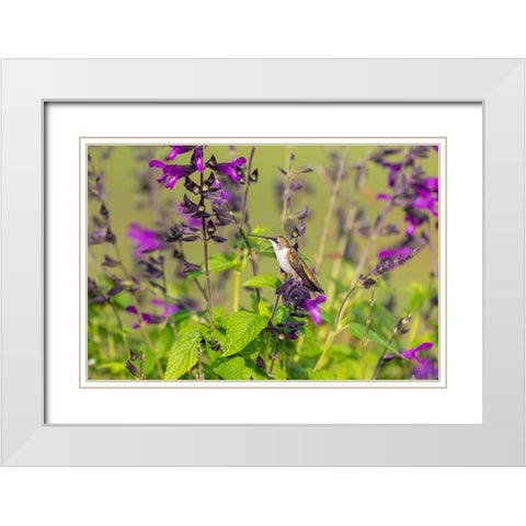 Ruby-throated Hummingbird-Archilochus colubris-at Salvia Purple and Bloom-Salvia guaranitica-Marion White Modern Wood Framed Art Print with Double Matting by Day, Richard and Susan