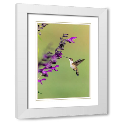 Ruby-throated Hummingbird-Archilochus colubris-at Salvia Purple and Bloom-Salvia guaranitica-Marion White Modern Wood Framed Art Print with Double Matting by Day, Richard and Susan