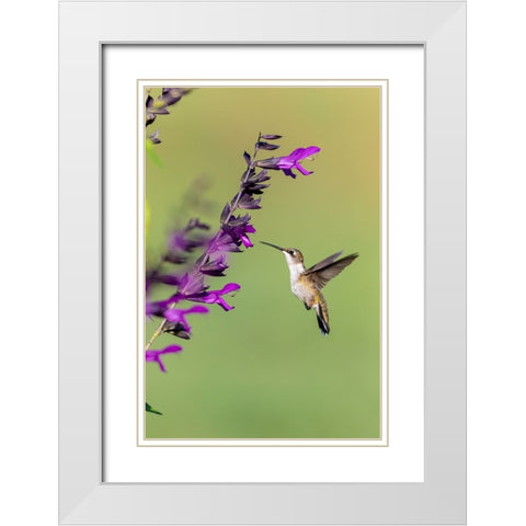 Ruby-throated Hummingbird-Archilochus colubris-at Salvia Purple and Bloom-Salvia guaranitica-Marion White Modern Wood Framed Art Print with Double Matting by Day, Richard and Susan