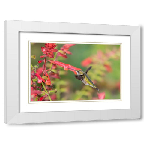 Ruby-throated Hummingbird-Archilochus colubris-at Skyscraper Orange Salvia-Salvia hybridMarion Coun White Modern Wood Framed Art Print with Double Matting by Day, Richard and Susan