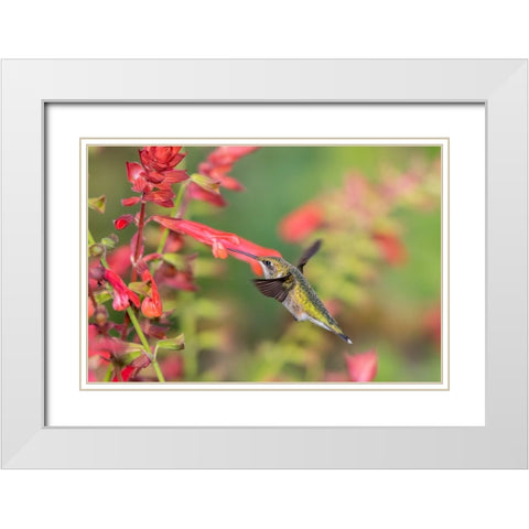 Ruby-throated Hummingbird-Archilochus colubris-at Skyscraper Orange Salvia-Salvia hybridMarion Coun White Modern Wood Framed Art Print with Double Matting by Day, Richard and Susan