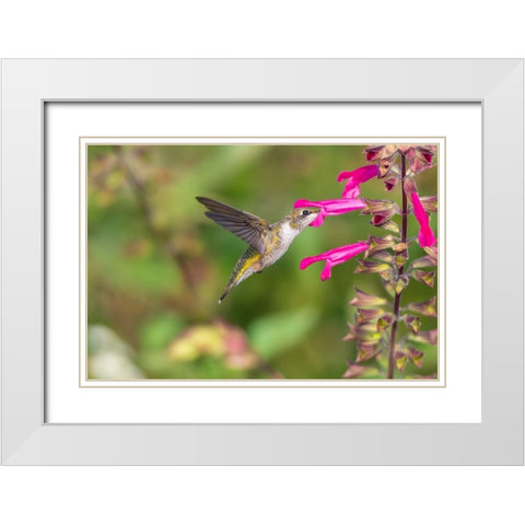 Ruby-throated Hummingbird-Archilochus colubris-at Salvia Fuchsia Rockin Fuchsia-Salvia hybrid-Mario White Modern Wood Framed Art Print with Double Matting by Day, Richard and Susan