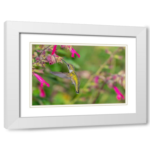 Ruby-throated Hummingbird-Archilochus colubris-at Salvia Fuchsia Rockin Fuchsia-Salvia hybrid-Mario White Modern Wood Framed Art Print with Double Matting by Day, Richard and Susan