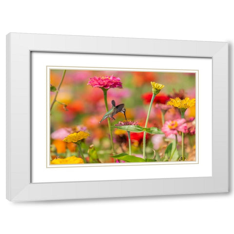 Ruby-throated Hummingbird-Archilochus colubris-at Zinnias Union County-Illinois White Modern Wood Framed Art Print with Double Matting by Day, Richard and Susan