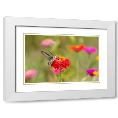 Ruby-throated Hummingbird-Archilochus colubris-at Zinnias Union County-Illinois White Modern Wood Framed Art Print with Double Matting by Day, Richard and Susan