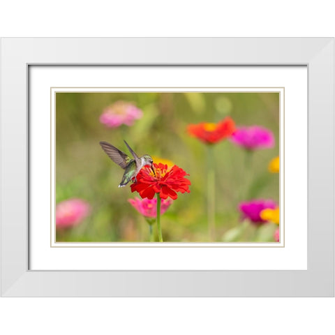 Ruby-throated Hummingbird-Archilochus colubris-at Zinnias Union County-Illinois White Modern Wood Framed Art Print with Double Matting by Day, Richard and Susan