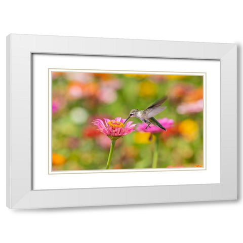 Ruby-throated Hummingbird-Archilochus colubris-at Zinnias Union County-Illinois White Modern Wood Framed Art Print with Double Matting by Day, Richard and Susan