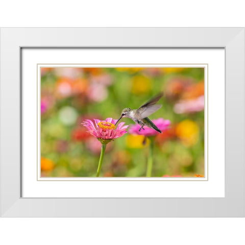 Ruby-throated Hummingbird-Archilochus colubris-at Zinnias Union County-Illinois White Modern Wood Framed Art Print with Double Matting by Day, Richard and Susan