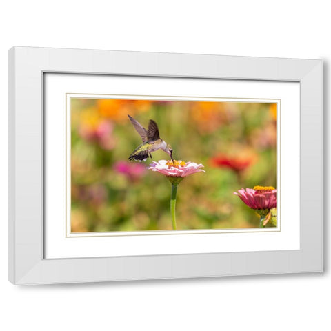 Ruby-throated Hummingbird-Archilochus colubris-at Zinnias Union County-Illinois White Modern Wood Framed Art Print with Double Matting by Day, Richard and Susan