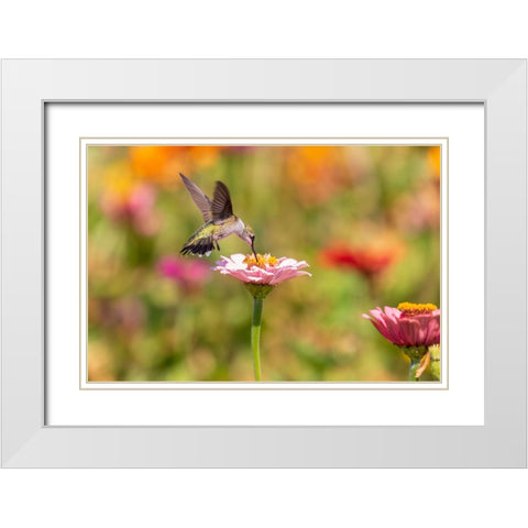 Ruby-throated Hummingbird-Archilochus colubris-at Zinnias Union County-Illinois White Modern Wood Framed Art Print with Double Matting by Day, Richard and Susan