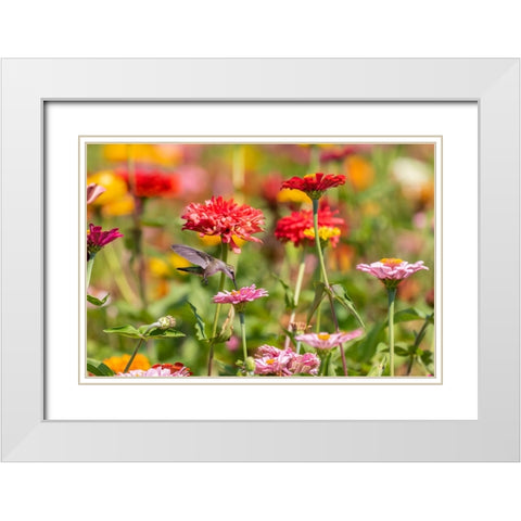 Ruby-throated Hummingbird-Archilochus colubris-at Zinnias Union County-Illinois White Modern Wood Framed Art Print with Double Matting by Day, Richard and Susan
