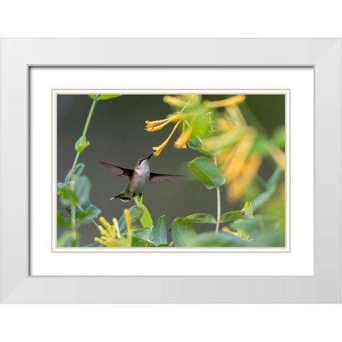 Ruby-throated Hummingbird-Archilochus colubris-at honeysuckle-Lonicera sempervirens f-sulphurea Joh White Modern Wood Framed Art Print with Double Matting by Day, Richard and Susan