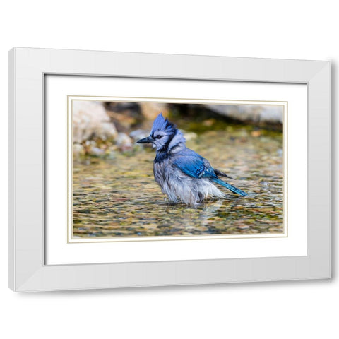 Blue Jay-Cyanocitta cristata-bathing Marion County-Illinois White Modern Wood Framed Art Print with Double Matting by Day, Richard and Susan