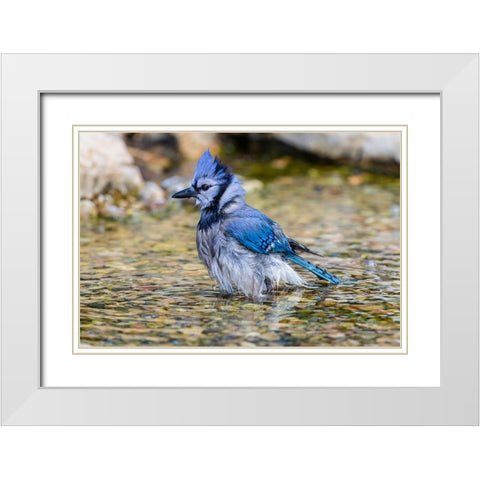 Blue Jay-Cyanocitta cristata-bathing Marion County-Illinois White Modern Wood Framed Art Print with Double Matting by Day, Richard and Susan