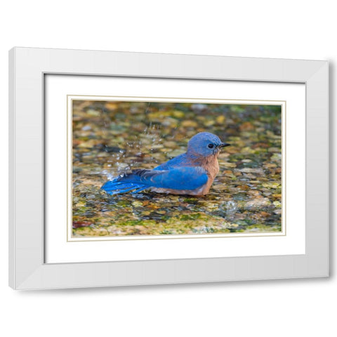 Eastern Bluebird-Sialia sialis-male bathing Marion County-Illinois White Modern Wood Framed Art Print with Double Matting by Day, Richard and Susan