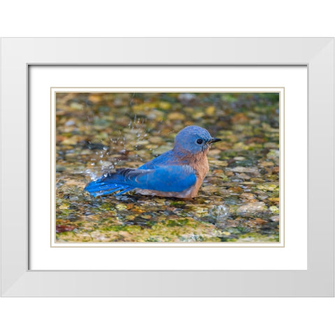 Eastern Bluebird-Sialia sialis-male bathing Marion County-Illinois White Modern Wood Framed Art Print with Double Matting by Day, Richard and Susan