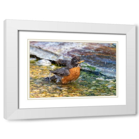 American Robin-Turdus migratorius-bathing Marion County-Illinois White Modern Wood Framed Art Print with Double Matting by Day, Richard and Susan