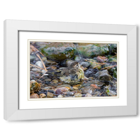 Palm Warbler-Setophaga palmarum-bathing Marion County-Illinois White Modern Wood Framed Art Print with Double Matting by Day, Richard and Susan