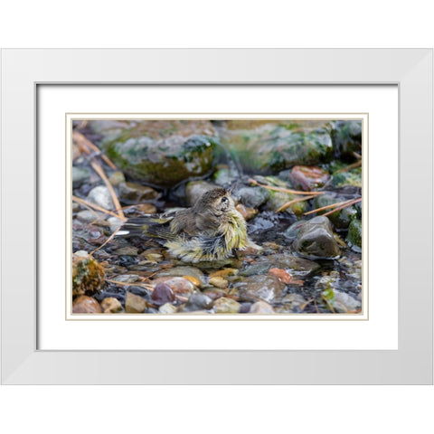 Palm Warbler-Setophaga palmarum-bathing Marion County-Illinois White Modern Wood Framed Art Print with Double Matting by Day, Richard and Susan