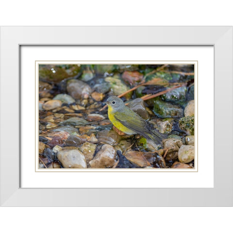Nashville Warbler-Leiothlypis ruficapilla-bathing Marion County-Illinois White Modern Wood Framed Art Print with Double Matting by Day, Richard and Susan
