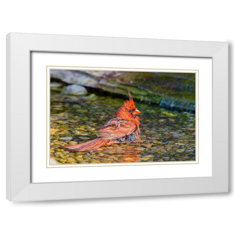 Northern Cardinal-Cardinalis cardinalis-male bathing Marion County-Illinois White Modern Wood Framed Art Print with Double Matting by Day, Richard and Susan