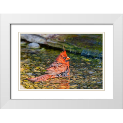 Northern Cardinal-Cardinalis cardinalis-male bathing Marion County-Illinois White Modern Wood Framed Art Print with Double Matting by Day, Richard and Susan