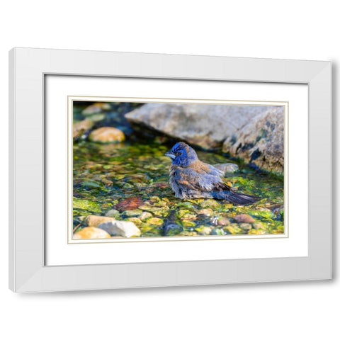 Blue Grosbeak-Passerina caerulea-male bathing Marion County-Illinois White Modern Wood Framed Art Print with Double Matting by Day, Richard and Susan