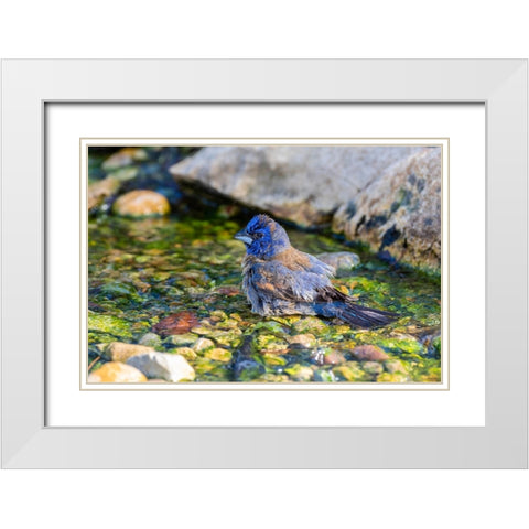 Blue Grosbeak-Passerina caerulea-male bathing Marion County-Illinois White Modern Wood Framed Art Print with Double Matting by Day, Richard and Susan