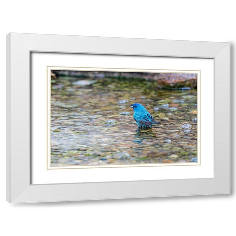 Indigo Bunting-Passerina cyanea-male bathing Marion County-Illinois White Modern Wood Framed Art Print with Double Matting by Day, Richard and Susan