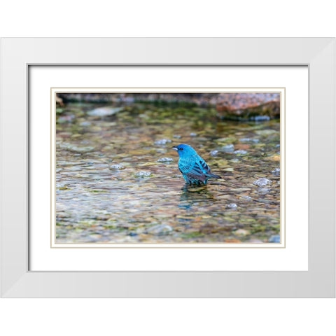 Indigo Bunting-Passerina cyanea-male bathing Marion County-Illinois White Modern Wood Framed Art Print with Double Matting by Day, Richard and Susan