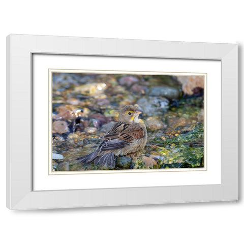Dickcissel-Spiza americana-bathing Marion County-Illinois White Modern Wood Framed Art Print with Double Matting by Day, Richard and Susan