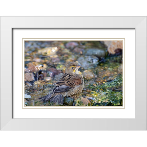 Dickcissel-Spiza americana-bathing Marion County-Illinois White Modern Wood Framed Art Print with Double Matting by Day, Richard and Susan