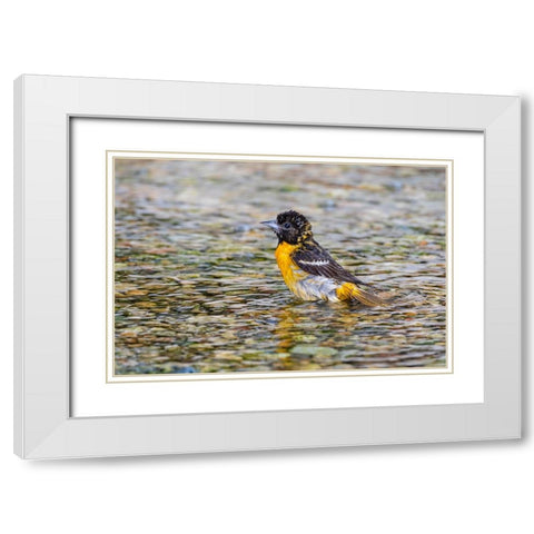 Baltimore Oriole-Icterus galbula-female bathing Marion County-Illinois White Modern Wood Framed Art Print with Double Matting by Day, Richard and Susan