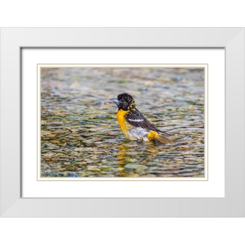 Baltimore Oriole-Icterus galbula-female bathing Marion County-Illinois White Modern Wood Framed Art Print with Double Matting by Day, Richard and Susan