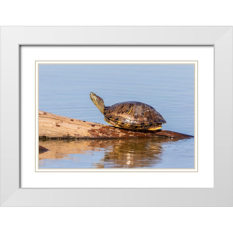 Red-eared Slider(Trachemys scripta elegans-on log in wetland Marion County-Illinois White Modern Wood Framed Art Print with Double Matting by Day, Richard and Susan