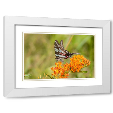Zebra Swallowtail-Protographium marcellus-on Butterfly Milkweed-Asclepias tuberosa-Marion County-Il White Modern Wood Framed Art Print with Double Matting by Day, Richard and Susan