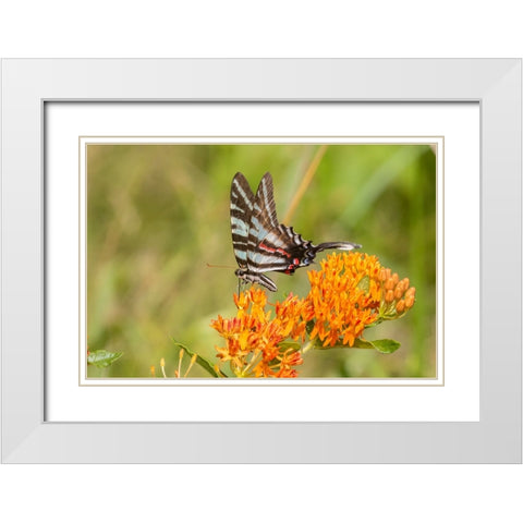 Zebra Swallowtail-Protographium marcellus-on Butterfly Milkweed-Asclepias tuberosa-Marion County-Il White Modern Wood Framed Art Print with Double Matting by Day, Richard and Susan