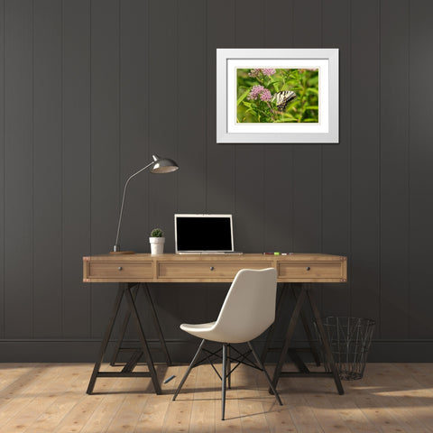 Eastern Tiger Swallowtail-Papilio glaucus-on Swamp Milkweed-Asclepias incarnata-Marion County-Illin White Modern Wood Framed Art Print with Double Matting by Day, Richard and Susan