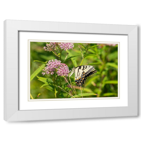 Eastern Tiger Swallowtail-Papilio glaucus-on Swamp Milkweed-Asclepias incarnata-Marion County-Illin White Modern Wood Framed Art Print with Double Matting by Day, Richard and Susan