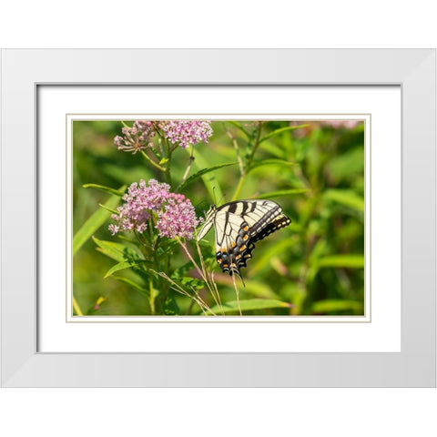Eastern Tiger Swallowtail-Papilio glaucus-on Swamp Milkweed-Asclepias incarnata-Marion County-Illin White Modern Wood Framed Art Print with Double Matting by Day, Richard and Susan