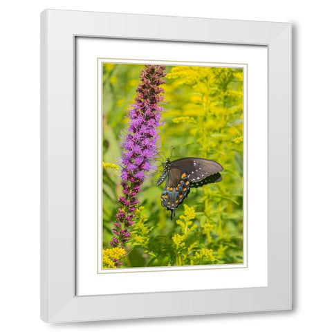 Spicebush Swallowtail-Papilio troilus-on Blazing Star-Liatris spicata-Marion County-Illinois White Modern Wood Framed Art Print with Double Matting by Day, Richard and Susan