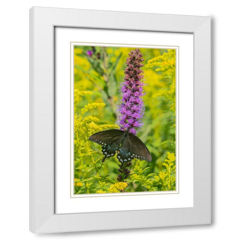 Spicebush Swallowtail-Papilio troilus-on Blazing Star-Liatris spicata-Marion County-Illinois White Modern Wood Framed Art Print with Double Matting by Day, Richard and Susan