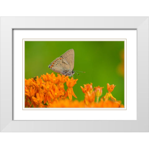 Coral Hairstreak-Satyrium titus-on Butterfly Milkweed-Asclepias tuberosa-Stephen A-Forbes State Par White Modern Wood Framed Art Print with Double Matting by Day, Richard and Susan