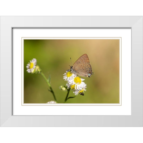 Banded Hairstreak-Satryium calanus-Marion County-Illinois White Modern Wood Framed Art Print with Double Matting by Day, Richard and Susan