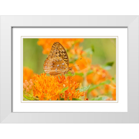 Great Spangled Fritillary-Speyeria cybele-on Butterfly Milkweed-Asclepias tuberosa-Marion County-Il White Modern Wood Framed Art Print with Double Matting by Day, Richard and Susan