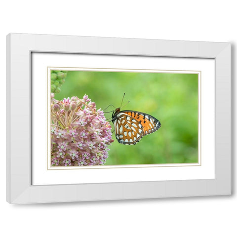 Regal Fritillary-Speyeria idalia-female on Common Milkweed-Asclepias syriaca-Sand Prairie-Scrub Oak White Modern Wood Framed Art Print with Double Matting by Day, Richard and Susan