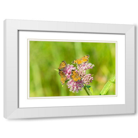 Pearl Crescents-Phyciodes tharos-on Swamp Milkweed-Asclepias incarnata-Marion County-Illinois White Modern Wood Framed Art Print with Double Matting by Day, Richard and Susan