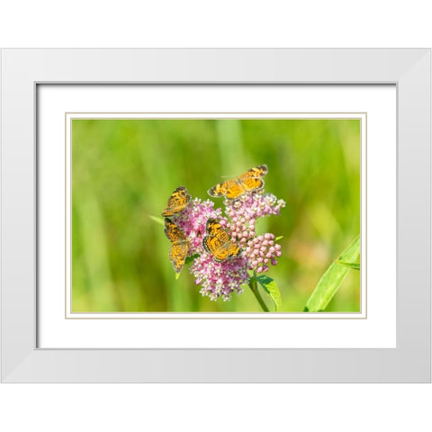 Pearl Crescents-Phyciodes tharos-on Swamp Milkweed-Asclepias incarnata-Marion County-Illinois White Modern Wood Framed Art Print with Double Matting by Day, Richard and Susan